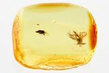 Detailed Fossil Biting Midge and Dung Midge In Baltic Amber #381269-1